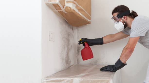 Professional Basement Mold Remediation technician working in Edgewood, KY