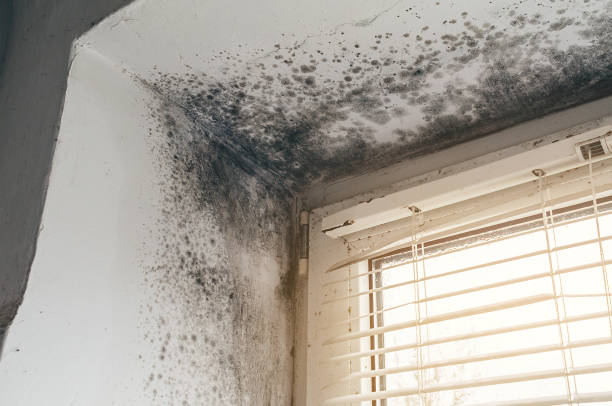 Affordable Basement Mold Remediation solutions in Edgewood, KY